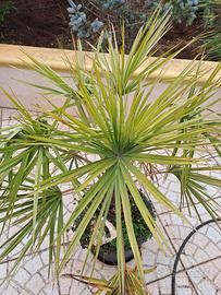 Livistona Decora (palma)