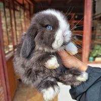 Conigli minilop cuccioli
