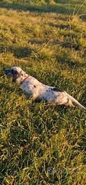 Setter Inglese