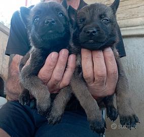 Pastore belga malinois