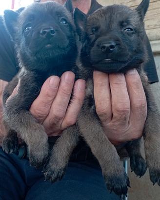 Pastore belga malinois