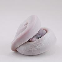 Baby pitone reale 2025