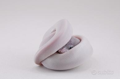 Baby pitone reale 2025