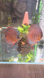 ACQUARIO 220 LITRI COMPLETO CON COPPIA DI DISCUS 