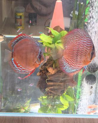 ACQUARIO 220 LITRI COMPLETO CON COPPIA DI DISCUS 