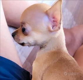 Cucciola chihuahua