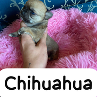 Chihuahua pedigree Enci