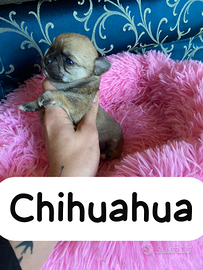Chihuahua pedigree Enci