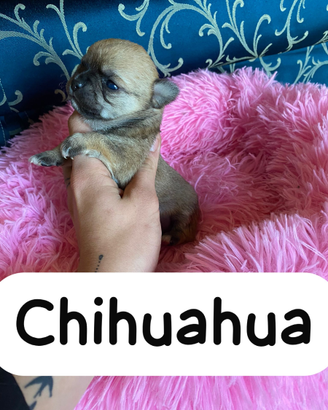 Chihuahua pedigree Enci