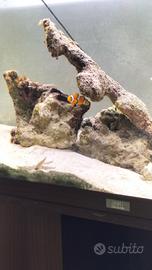 pesce pagliaccio amphiprion ocellaris
