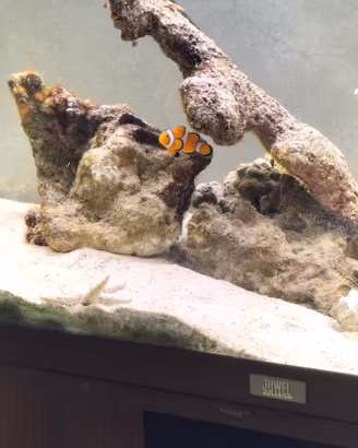 pesce pagliaccio amphiprion ocellaris