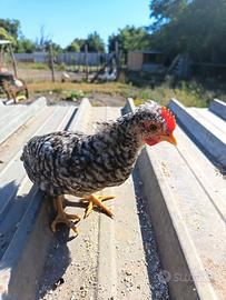 Olive egger