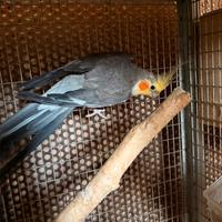 Maschio Calopsite ancestrale