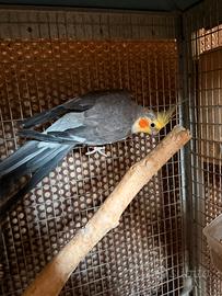 Maschio Calopsite ancestrale