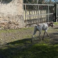 Bracco femmina x accoppiare