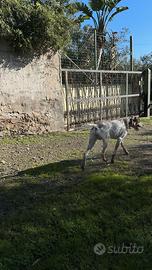 Bracco femmina x accoppiare