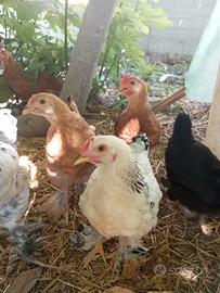 Marans 3 mesi