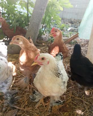 Marans 3 mesi