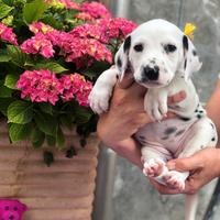 Cuccioli Dalmata con Pedigree