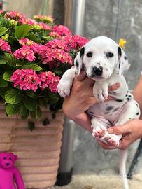 Cuccioli Dalmata con Pedigree