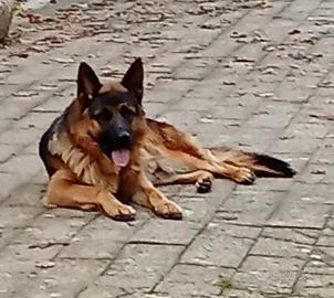 Cucciolone pastore tedesco