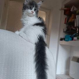 Cuccioli maine coon