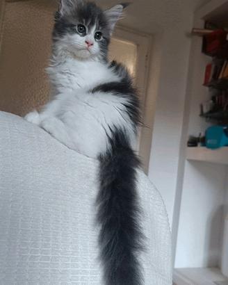 Cuccioli maine coon