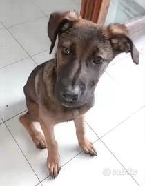 Cuccioli meticci