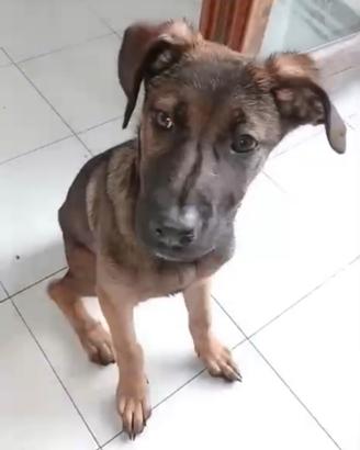 Cuccioli meticci