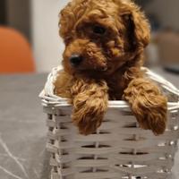 Barboncini toy red con pedigree enci