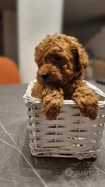 Barboncini toy red con pedigree enci