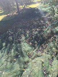 Terreno agricolo con piante di ulivo
