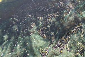 Terreno agricolo con piante di ulivo