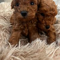 Barboncini figli a mini e tea cup di due mesi