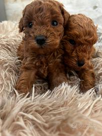 Barboncini figli a mini e tea cup di due mesi