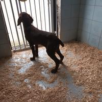 Cuccioli di bracco tedesco da tartufo