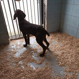 Cuccioli di bracco tedesco da tartufo