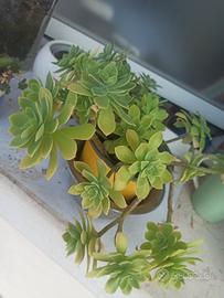 piante grasse 