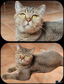 british Shorthair femmina sterilizzata pedigree 
