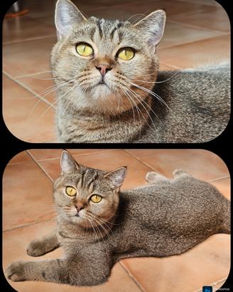 british Shorthair femmina sterilizzata pedigree 
