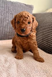 Cuccioli barbioncino toy red maschio femmina