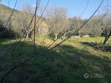 Terreno agricolo 110 olivi