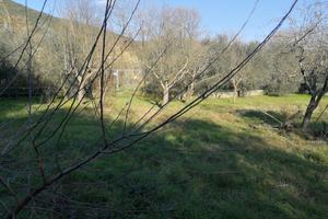 Terreno agricolo 110 olivi