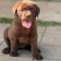 Labrador chocolate