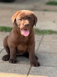 Labrador chocolate