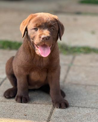 Labrador chocolate