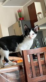 Casa x questi gattini