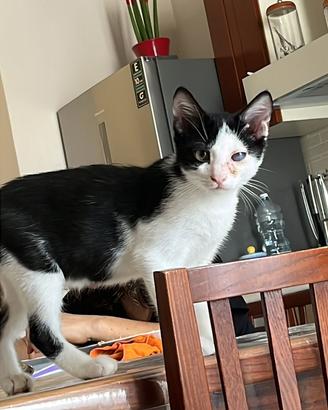 Casa x questi gattini