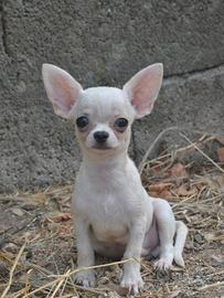 Chihuahua