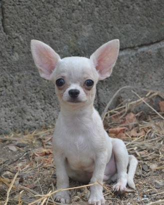 Chihuahua